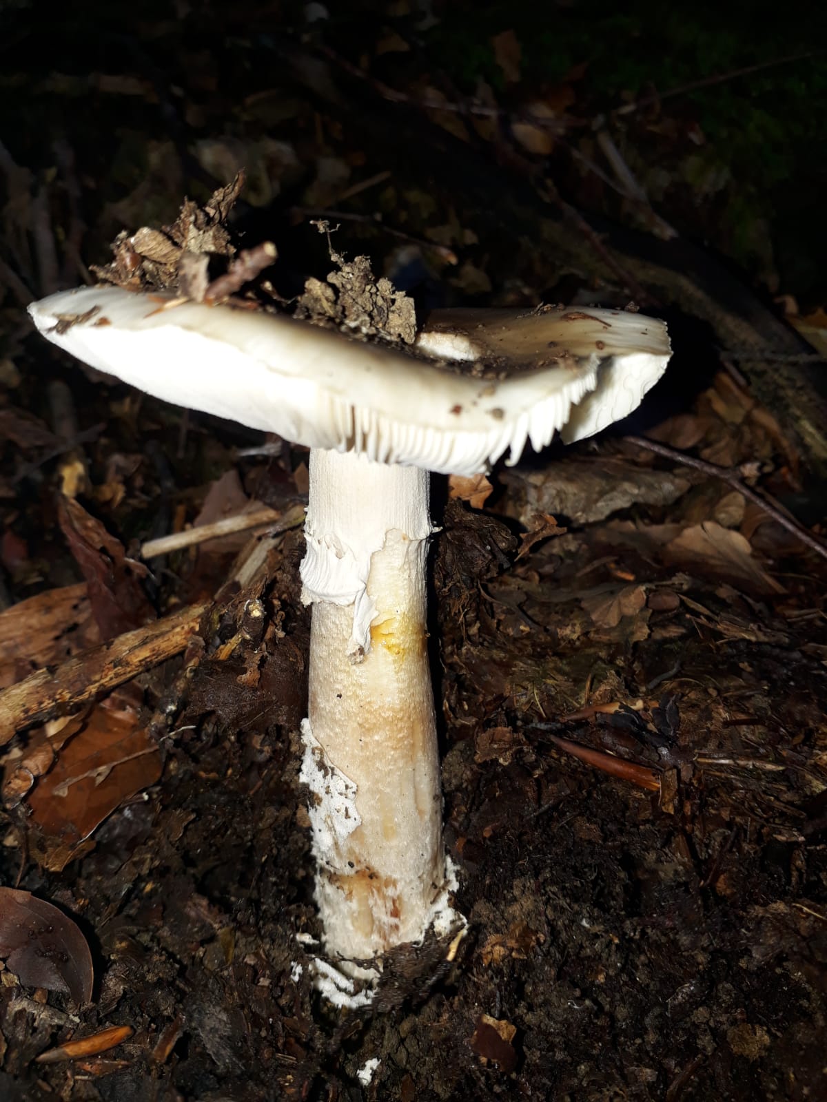 Amanita a margine di faggeta da  identificare